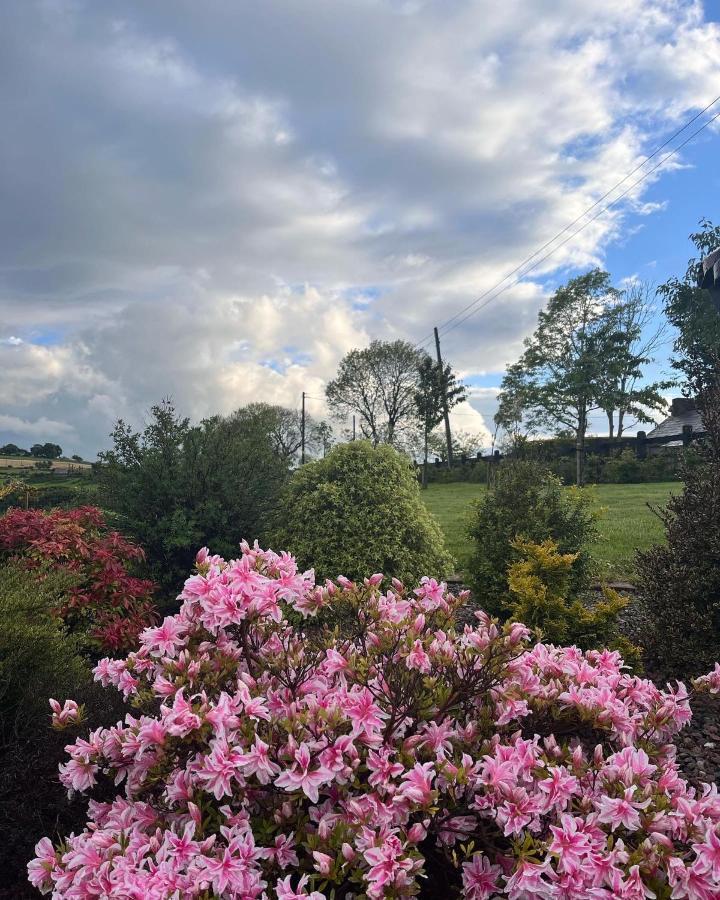 Dans Wee Cottage Slieve Croob Dromara Castlewellan Newcastle Kültér fotó